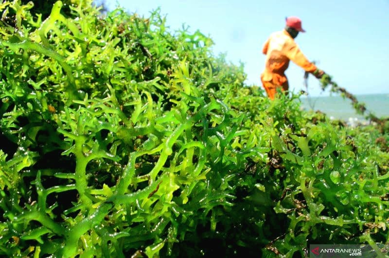 Praktek Budidaya Rumput Laut yang Baik dan Benar oleh Yayasan Kalimajari
